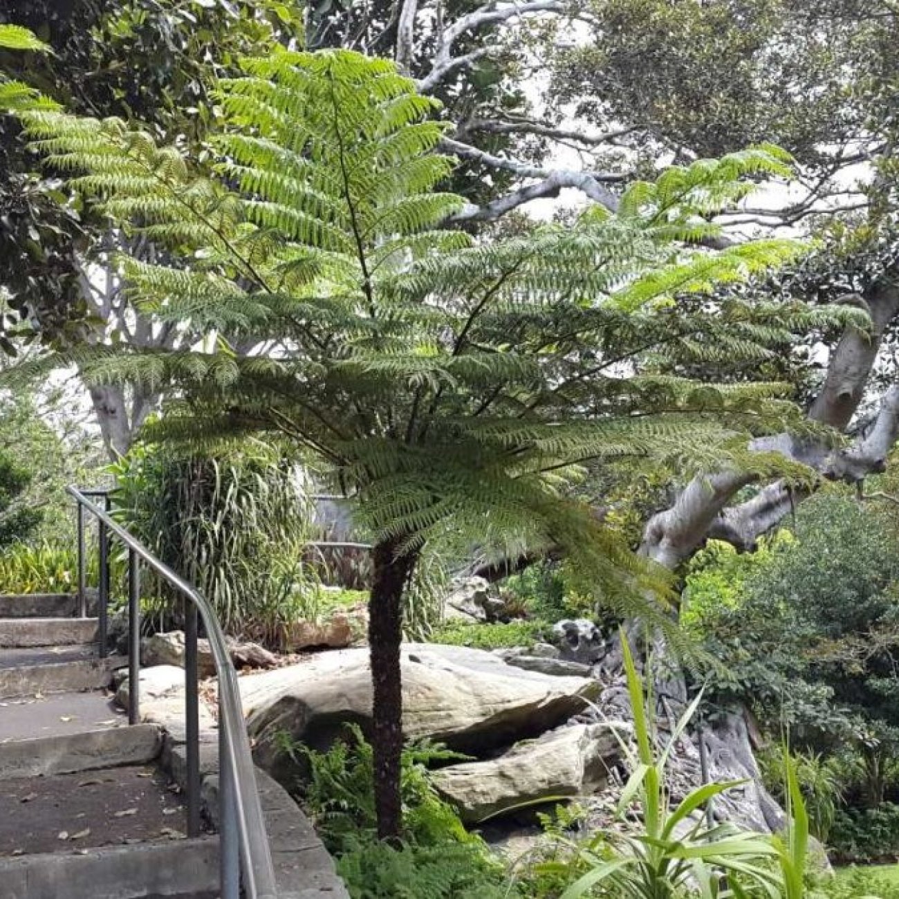 Obrázok Stromová papraď (Cyathea cooperi) - výška 70-90 cm, kont. C7L